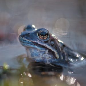 heikikker / moor frog