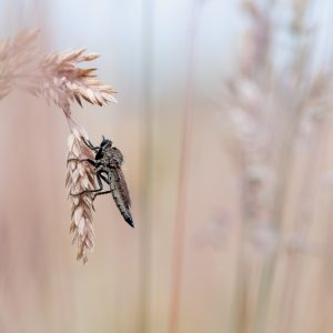 roofvlieg / robber fly