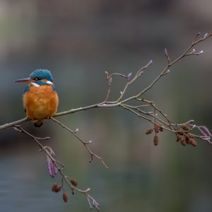 ijsvogel / kingfisher