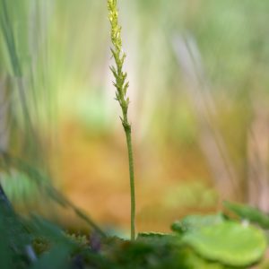 veenmosorchis / bog orchid
