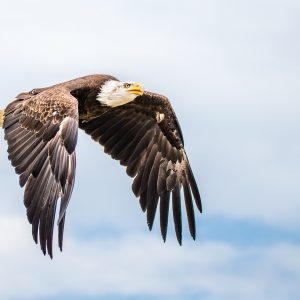 zeearend / white-tailed eagle