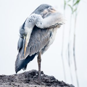 blauwe reiger / grey heron