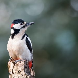 grote bonte specht / great spotted woodpecker