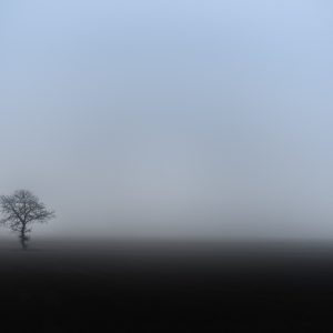 foggie tree
