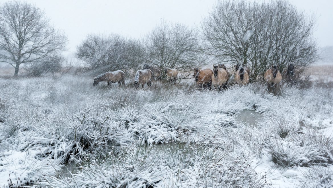 Konikpaarden in sneeuw