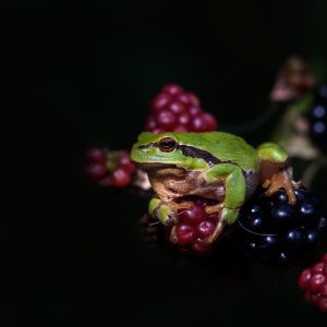 boomkikker / tree frog