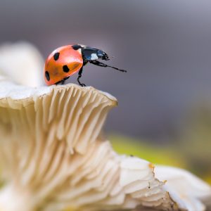 lieveheersbeestje / ladybird